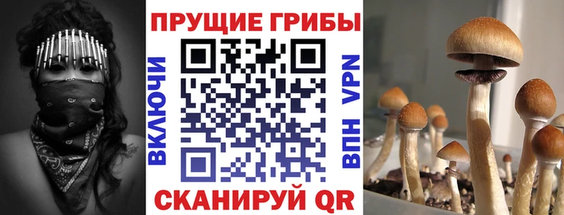 Псилоцибиновые грибы Psilocybine cubensis  Яхрома 
